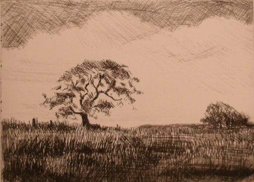 Oak Shaped By The Wind