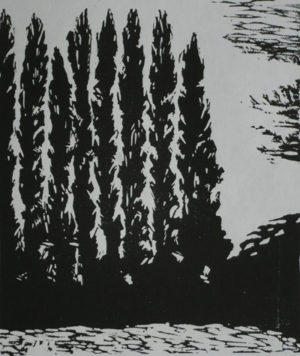 Poplars