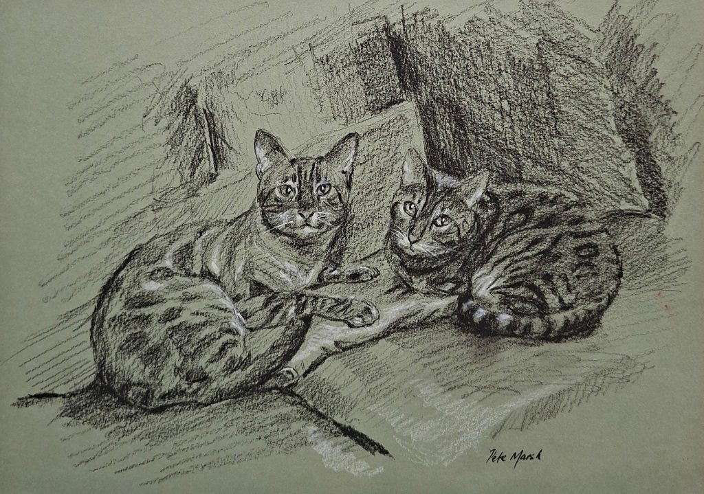A conte crayon drawing of Ulysses and Freya our Bengal cats reunited after Freya went missing.